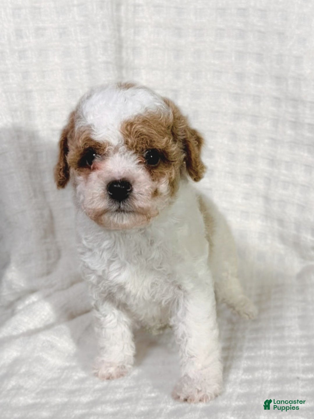 Cavapoo dogs for sale: Alfie - Ad 3