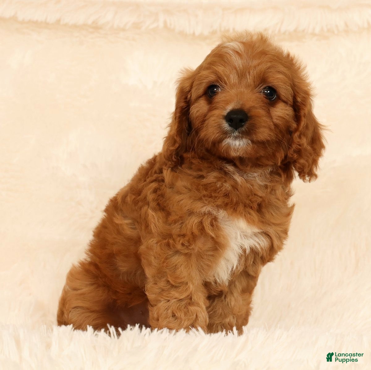 Cavapoo dogs Ruby - Ad 1