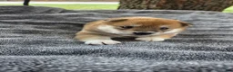 Shiba Inu dogs for sale: Freedom - Ad 11