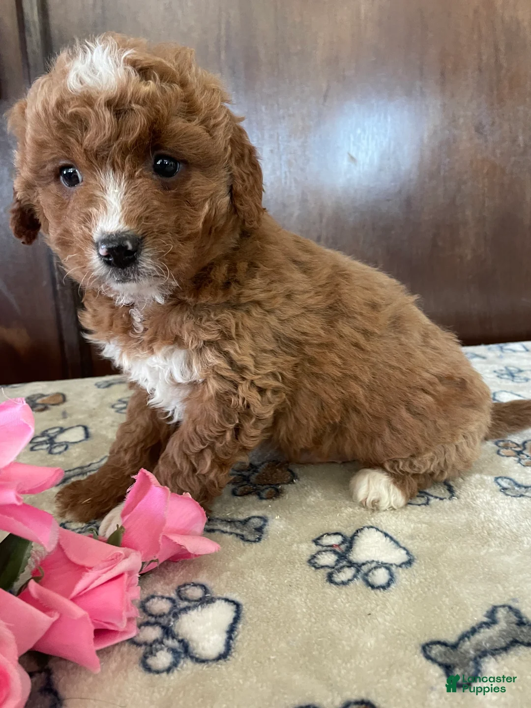 Mini Goldendoodle dogs for sale: Romeo - Ad 4