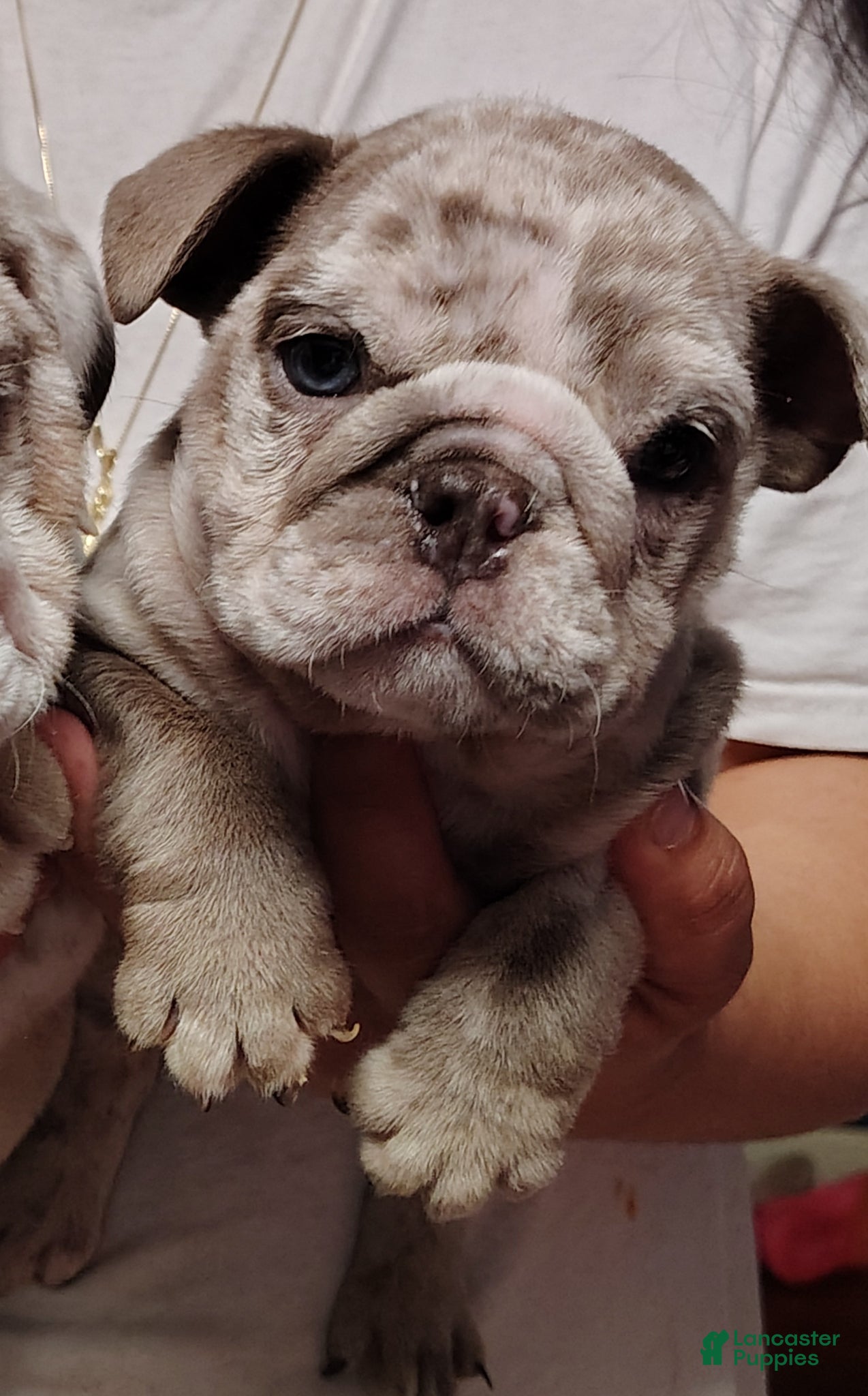 English Bulldog dogs for sale: Hank - Ad 1