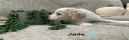Goldendoodle dogs for sale: Jade 🩵 - Ad 13