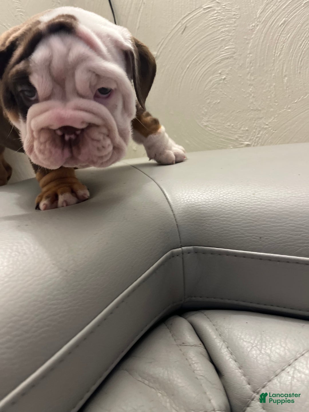 English Bulldog dogs for sale: English Bulldog Puppy 4 - Ad 2