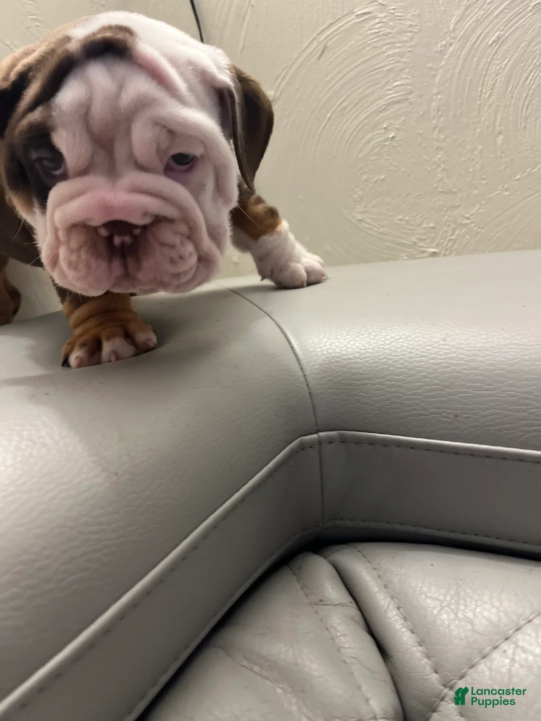 English Bulldog dogs for sale: English Bulldog Puppy 4 - Ad 2