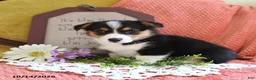 Welsh Corgi Pembroke dogs for sale: Emmy - Ad 3