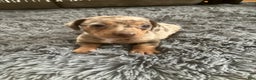 Miniature Dachshund dogs for sale: Akc Lamar - Ad 1