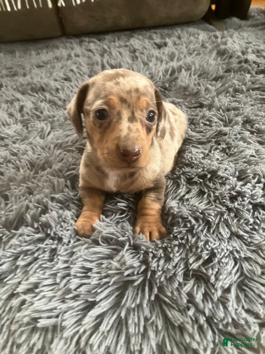 Miniature Dachshund dogs for sale: Akc Lamar - Ad 1