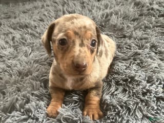 Miniature Dachshund dogs Akc Lamar - Ad 36