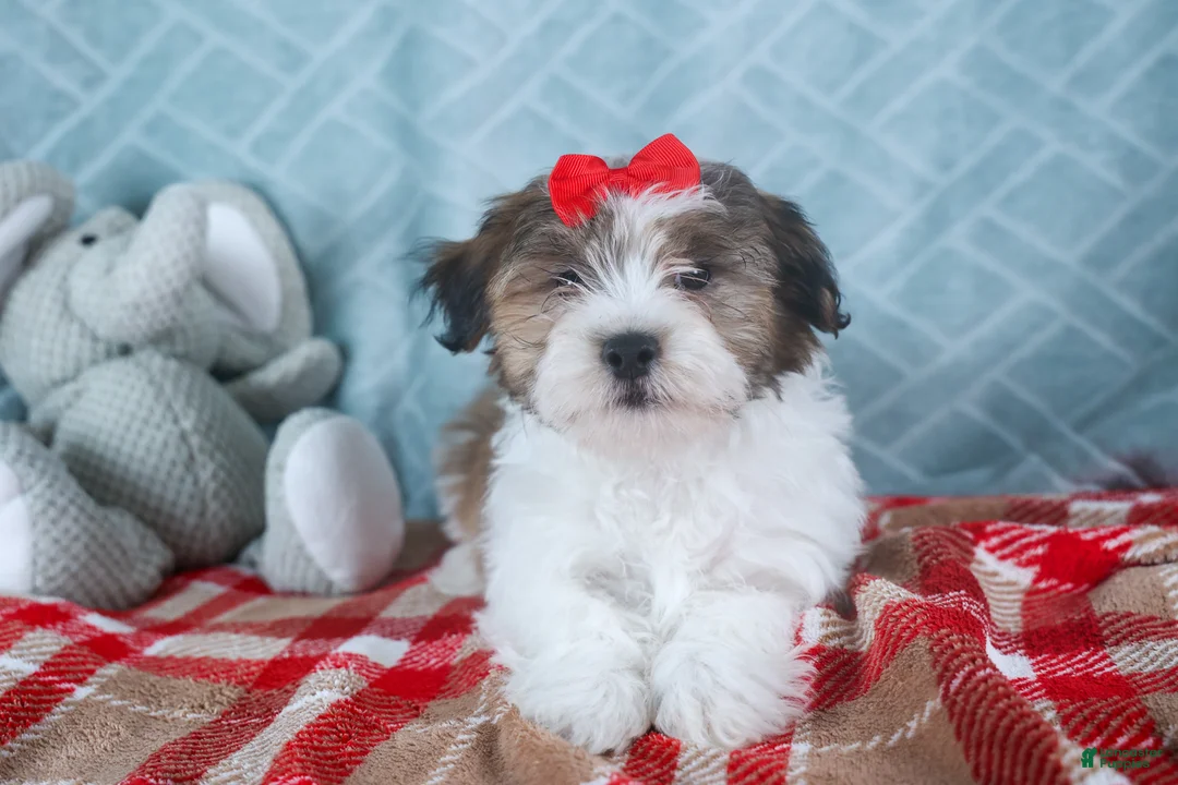 Teddy Bear dogs for sale: GEO - Ad 12