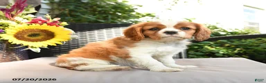 Rascal