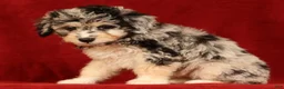 Mini Aussiedoodle dogs for sale: Cutie - Ad 4