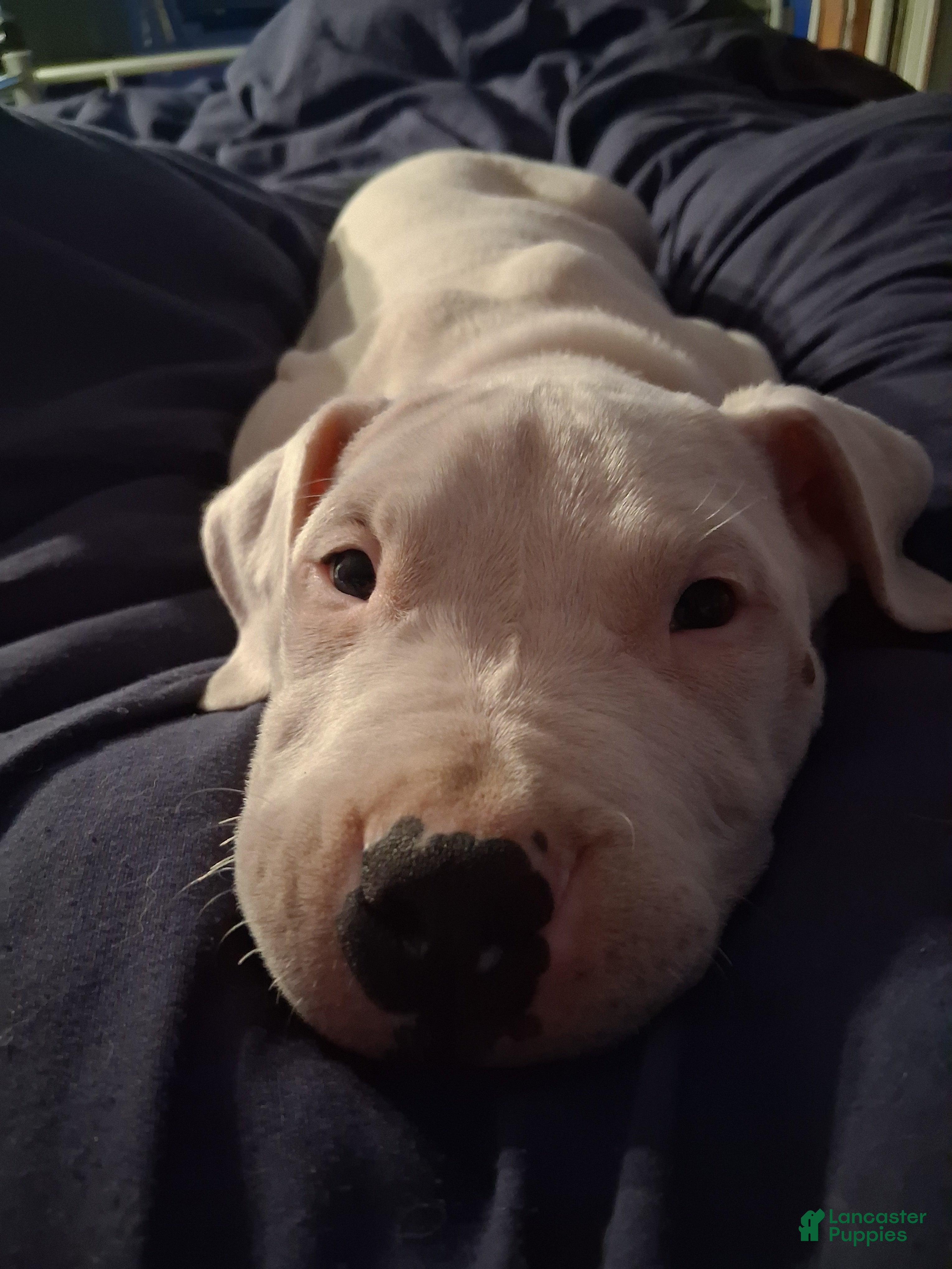 Dogo Argentino dogs  king - Ad 1