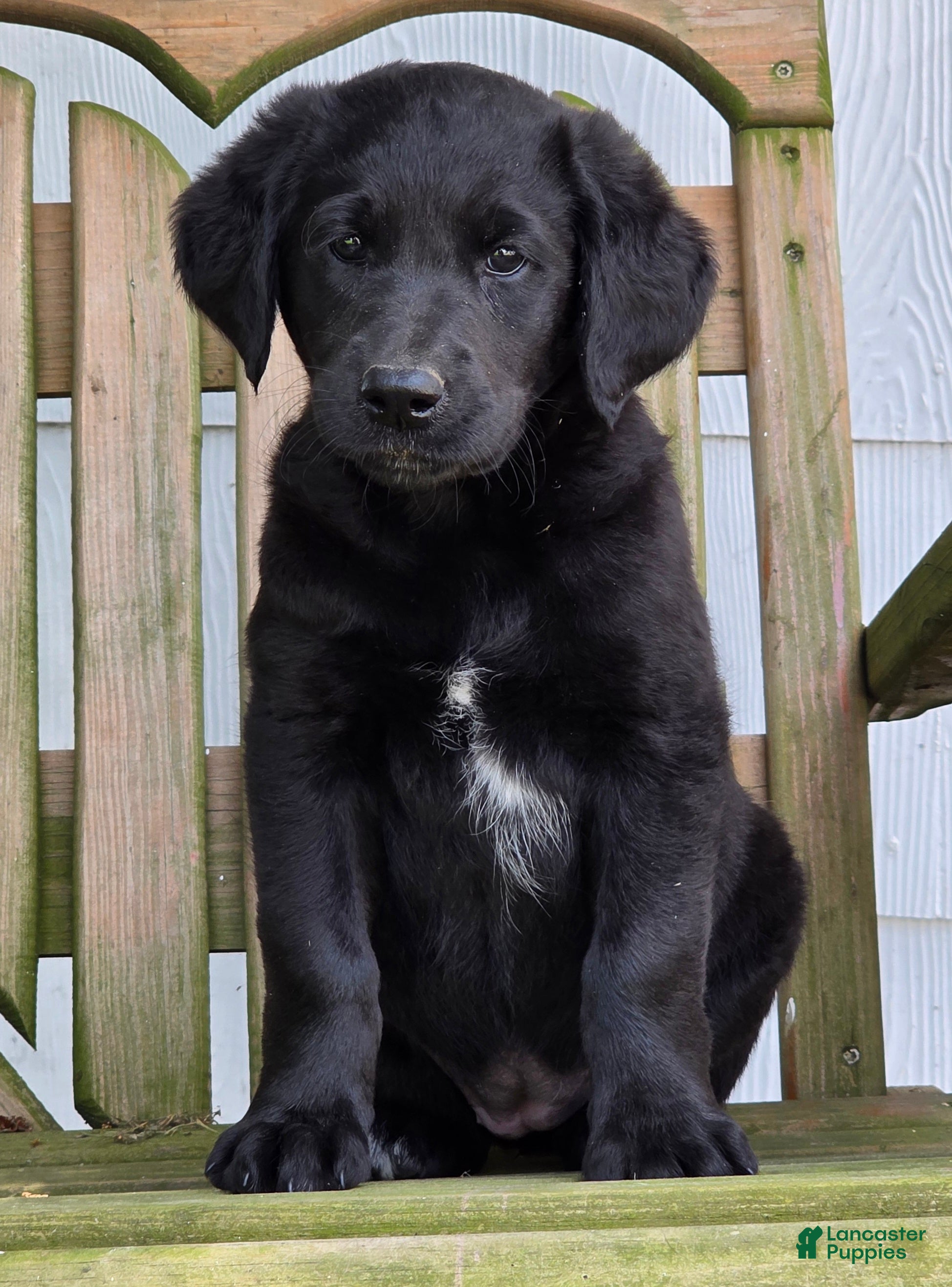 Labradoodle dogs Smudge - Ad 1