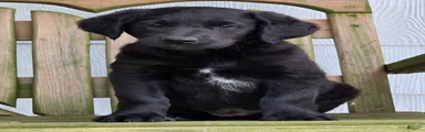Smudge