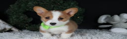 Welsh Corgi Pembroke dogs for sale: Hudson - Ad 22