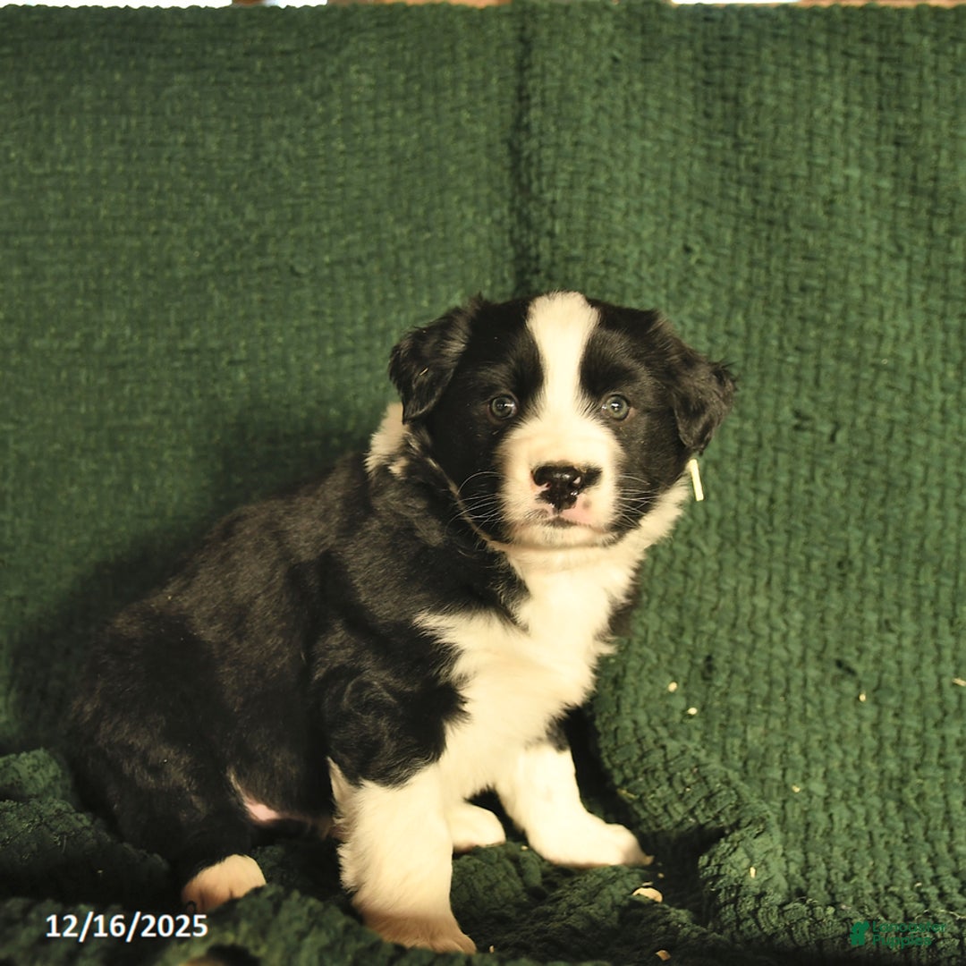 Australian Shepherd dogs for sale: Josh  - Ad 4