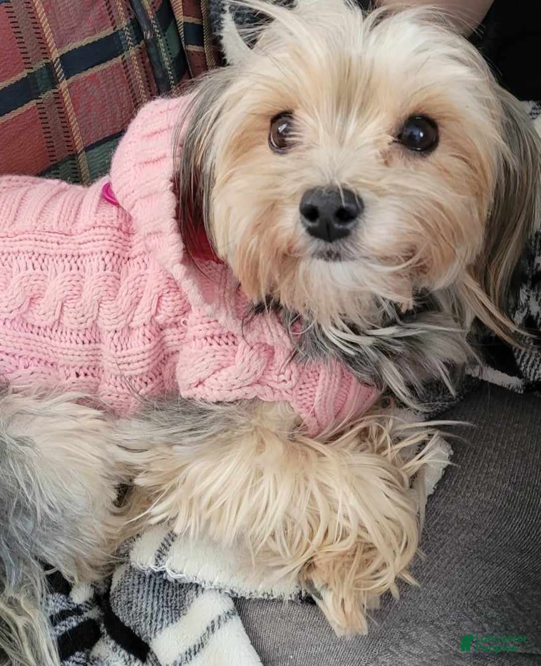 Gallery Image {{count}}