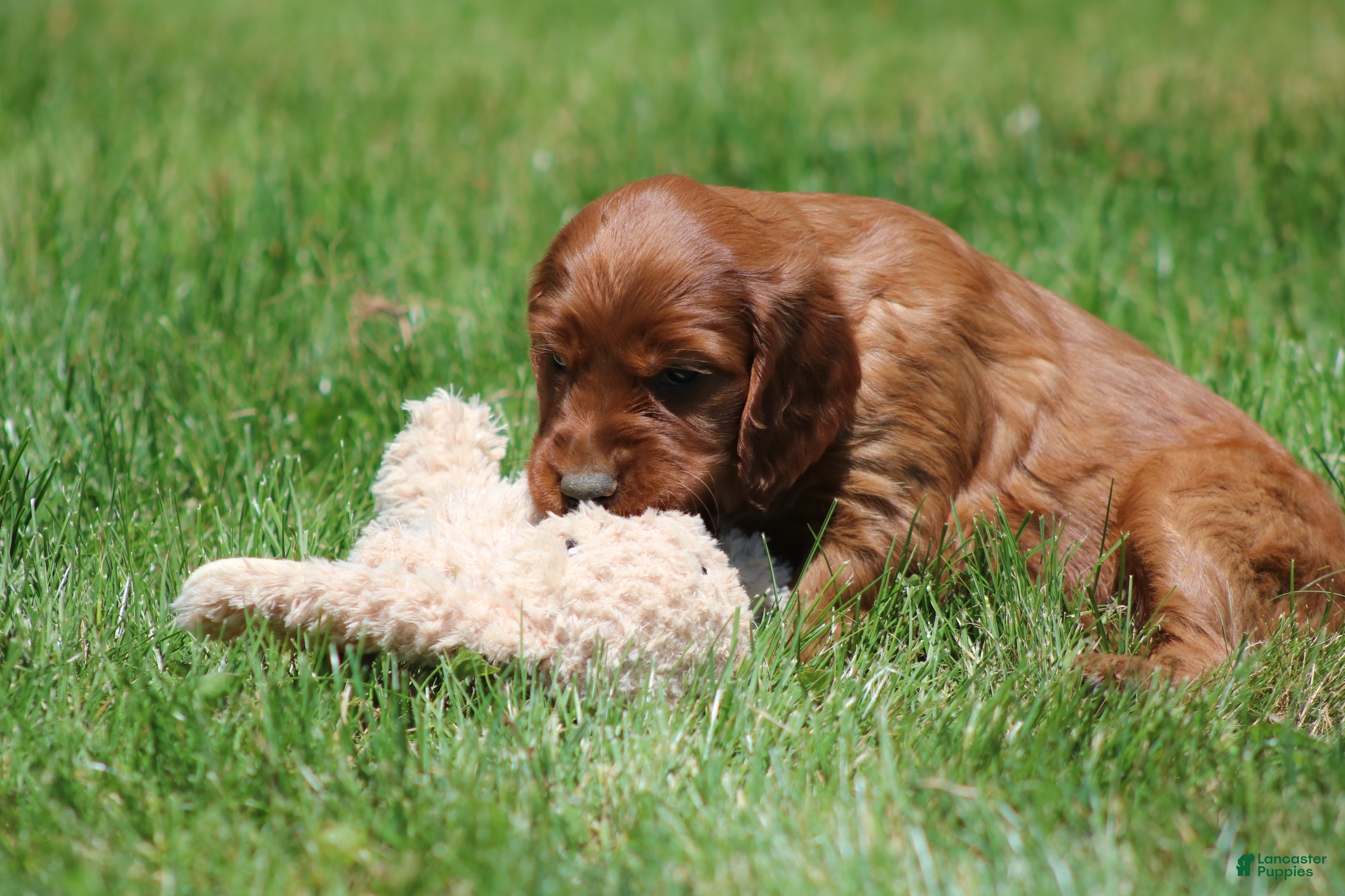 Irish Setter dogs for sale: Summer - Ad 3