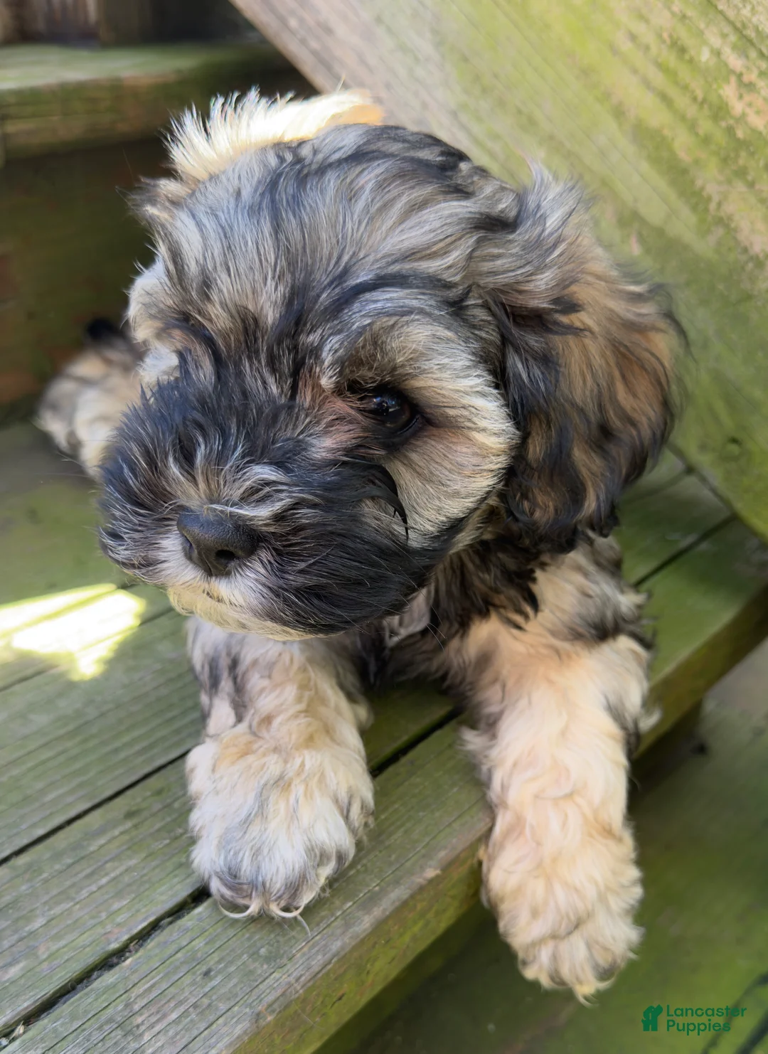 Mixed Breed dogs for sale: Ruby - Ad 1