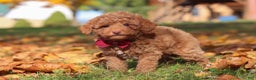 Miniature Poodle dogs for sale: Stitch - Ad 1