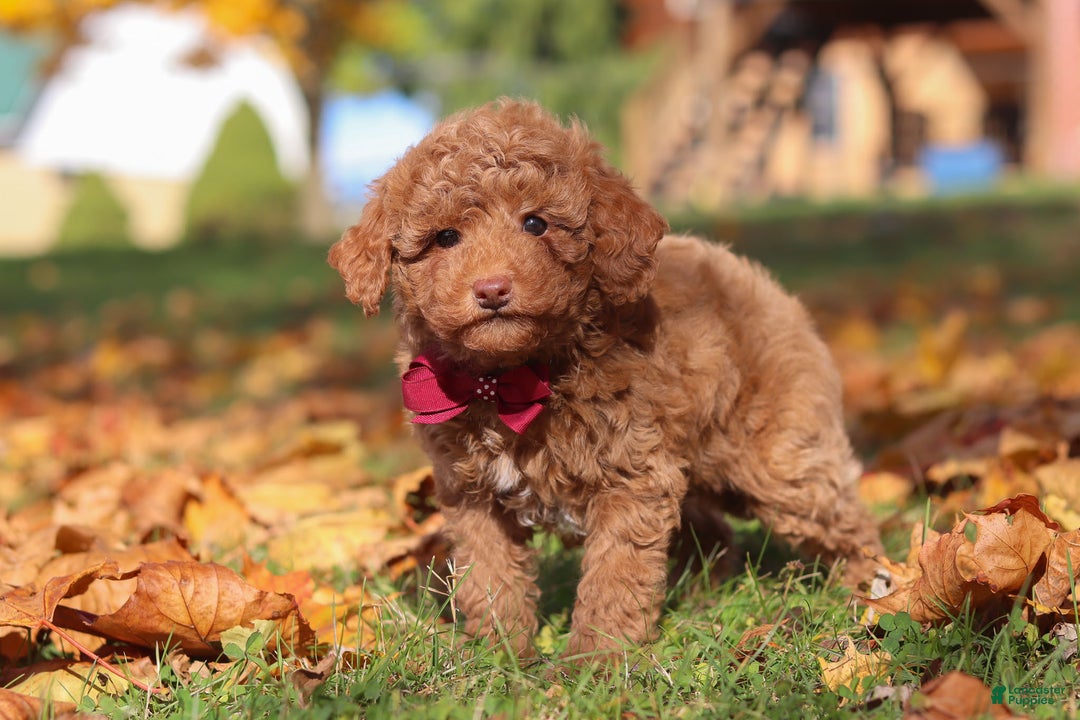 Miniature Poodle dogs for sale: Stitch - Ad 1
