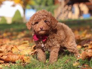 Miniature Poodle dogs Stitch - Ad 37