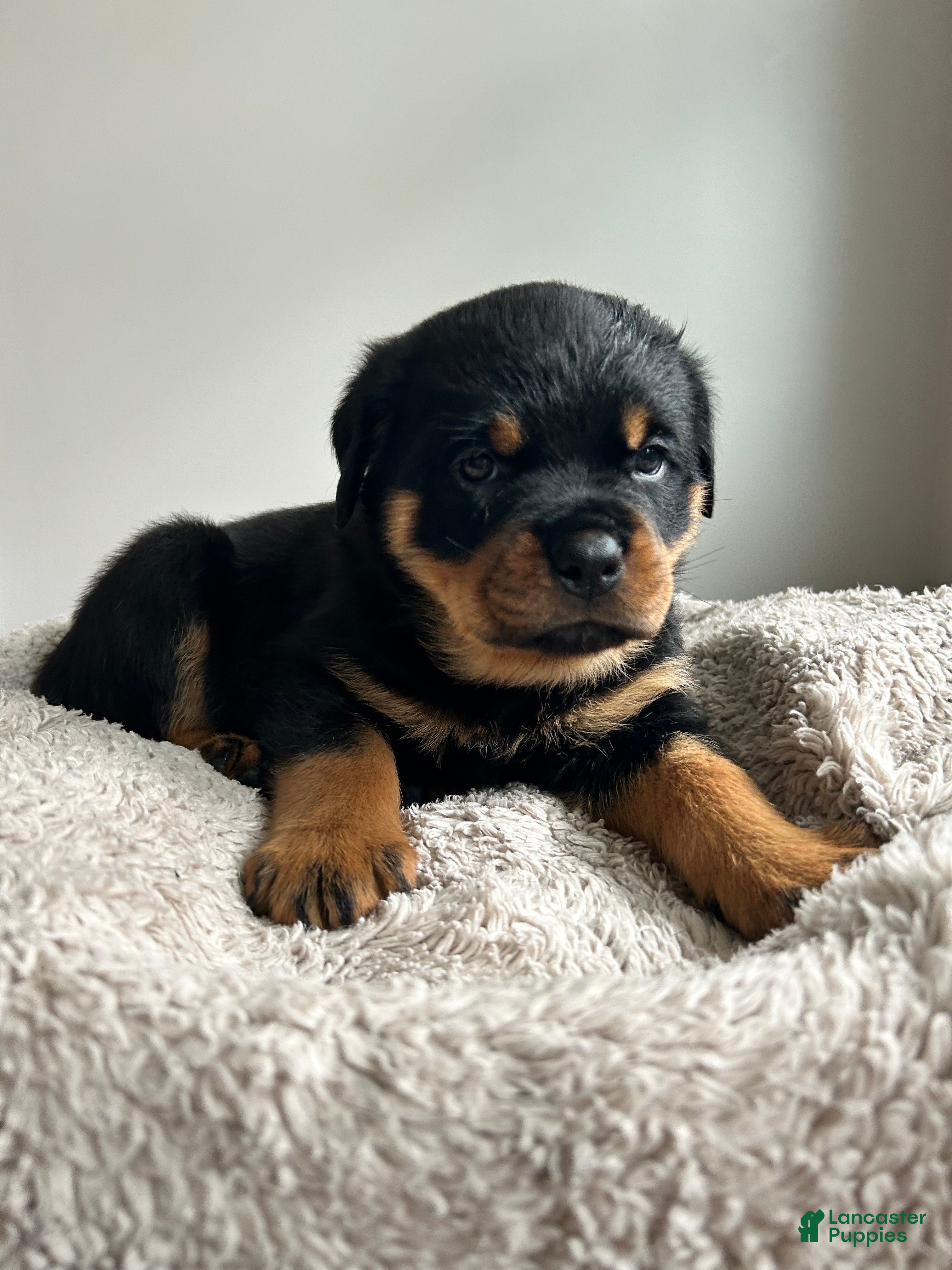 Rottweiler dogs Lily - Ad 2