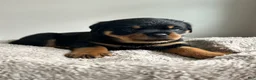 Rottweiler dogs for sale: Lily - Ad 2