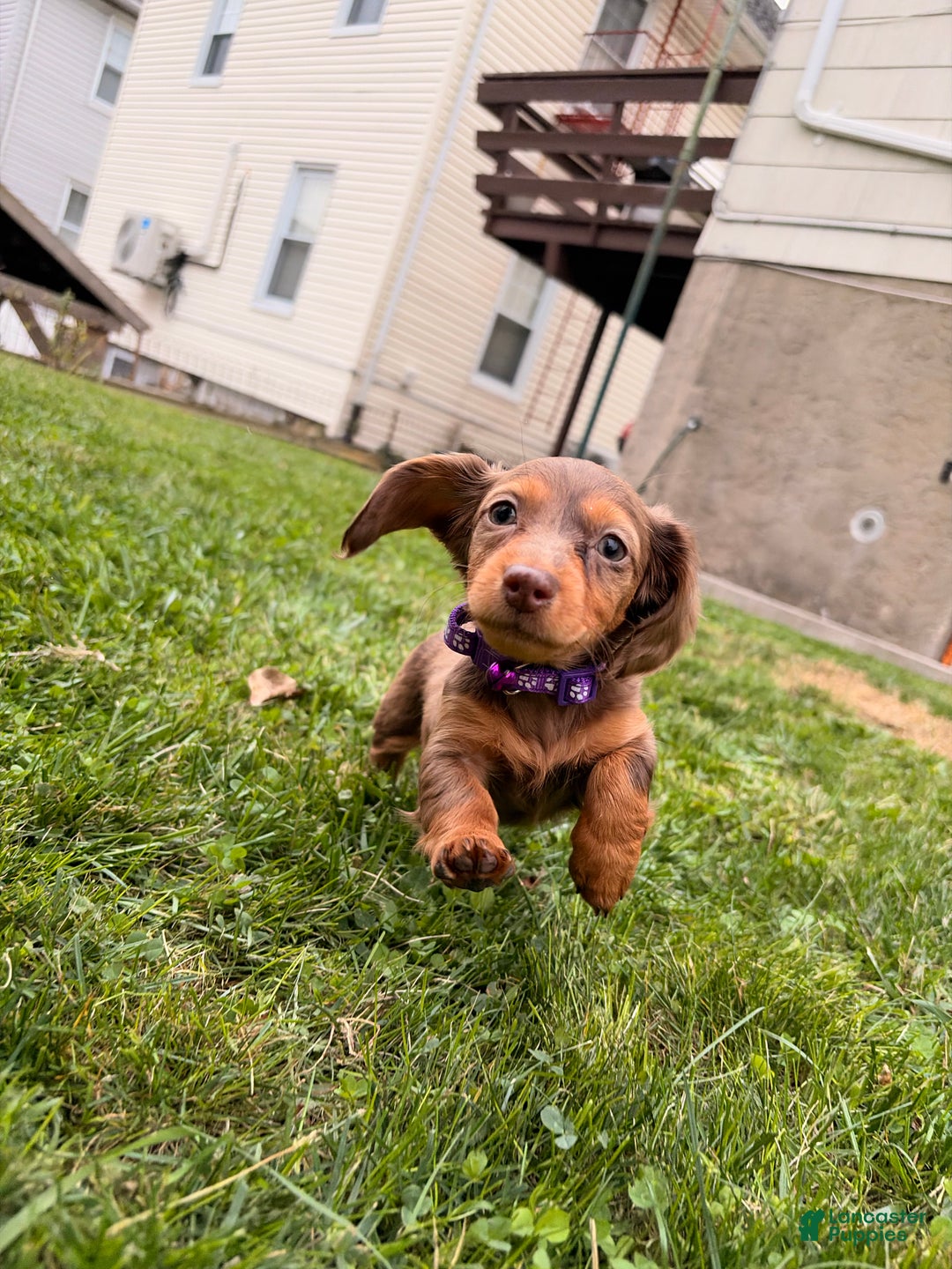Miniature Dachshund dogs for sale: Ginger - Ad 6
