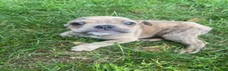 Mixed Breed dogs for sale: Bruno - Ad 7