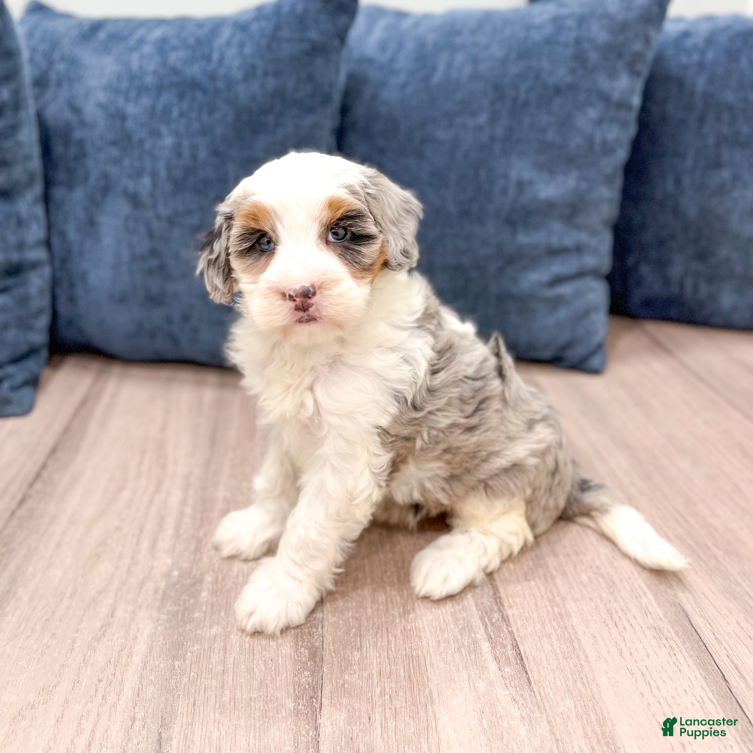 Mini Bernedoodle dogs Sadie - Ad 1
