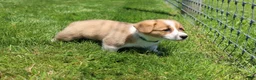 Welsh Corgi Pembroke dogs for sale: Milo  - Ad 11