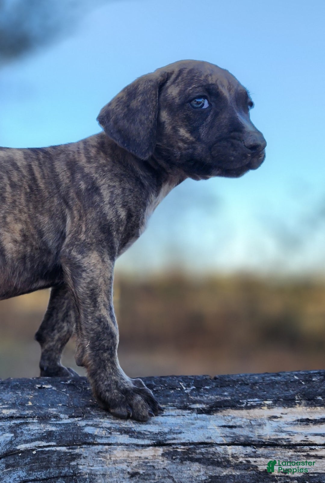 Catahoula Leopard Dog dogs for sale: Tracy II 2025 male 1 - Ad 2
