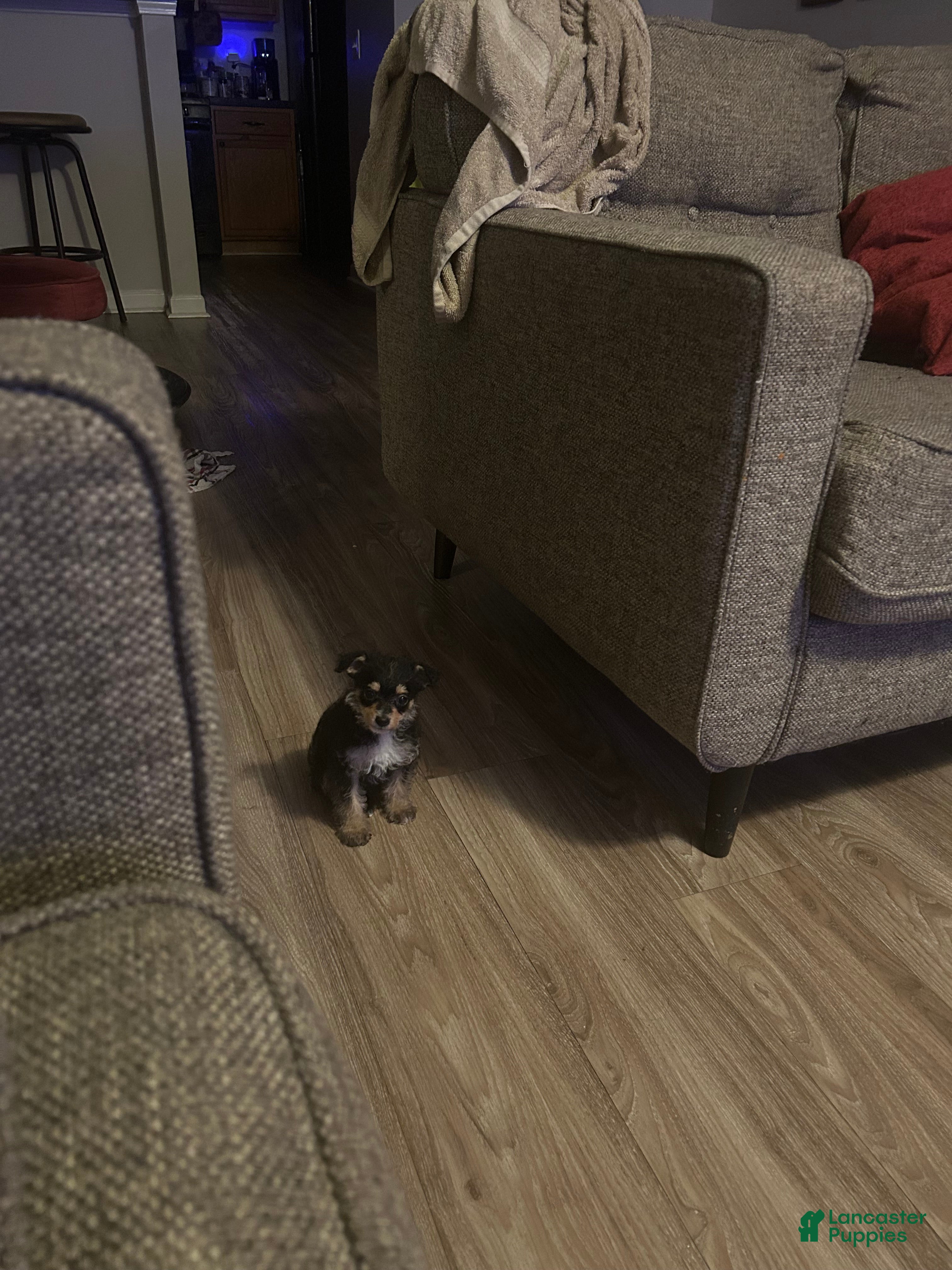 Mixed Breed dogs Mixed Breed Puppy 2 - Ad 39