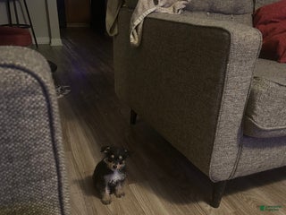 Mixed Breed dogs Mixed Breed Puppy 2 - Ad 29