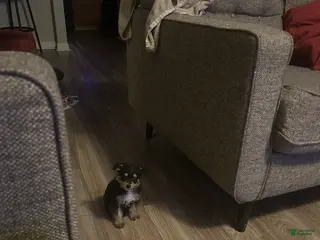 Mixed Breed dogs Mixed Breed Puppy 2 - Ad 42