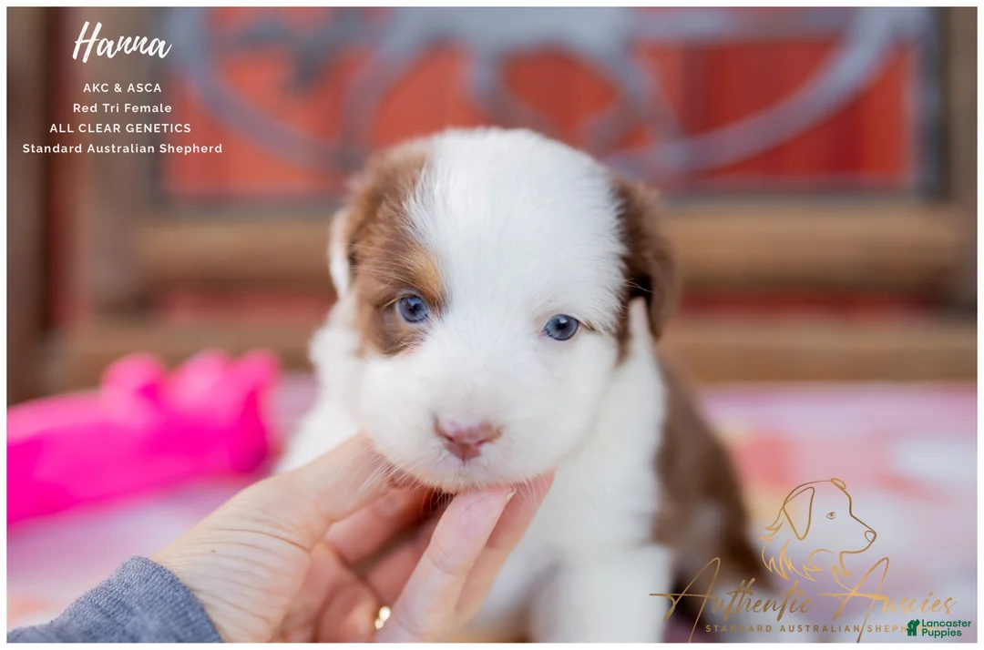 Australian Shepherd dogs for sale: Hanna - Ad 1