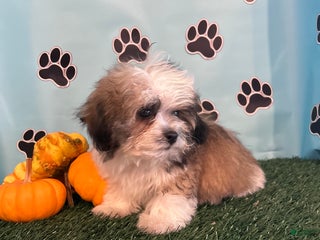 Teddy Bear dogs - Ad 1