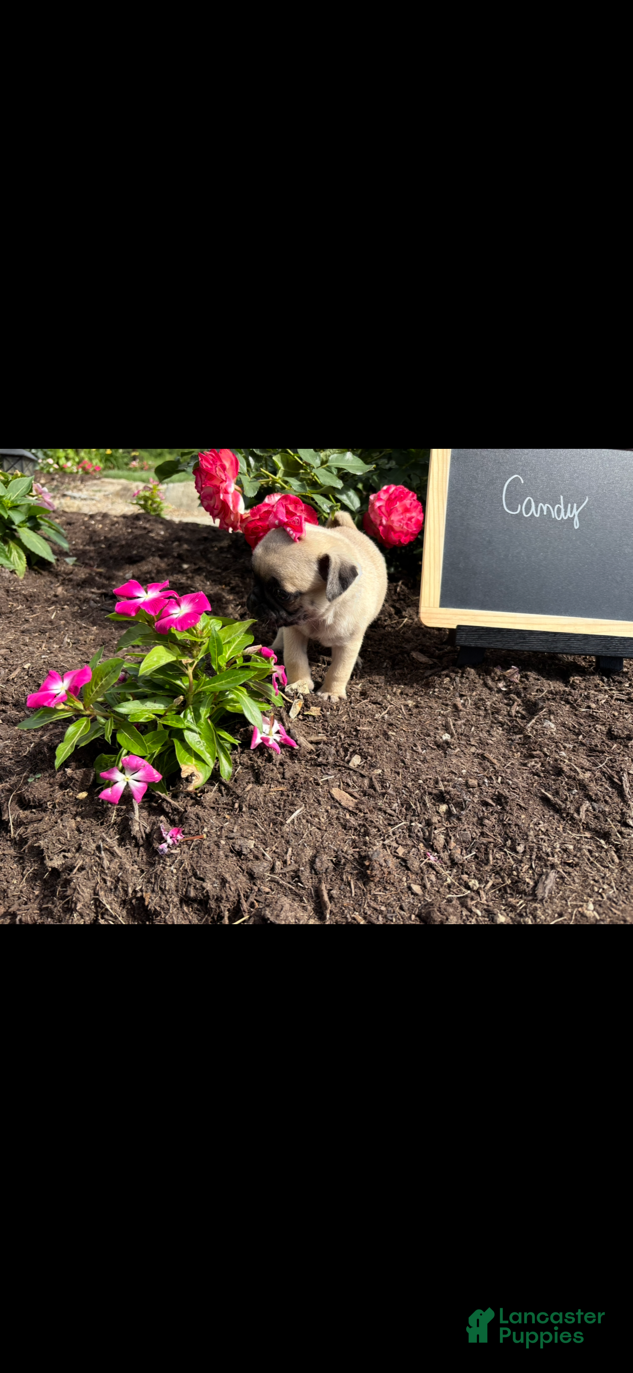 Pug dogs Candy - Ad 2