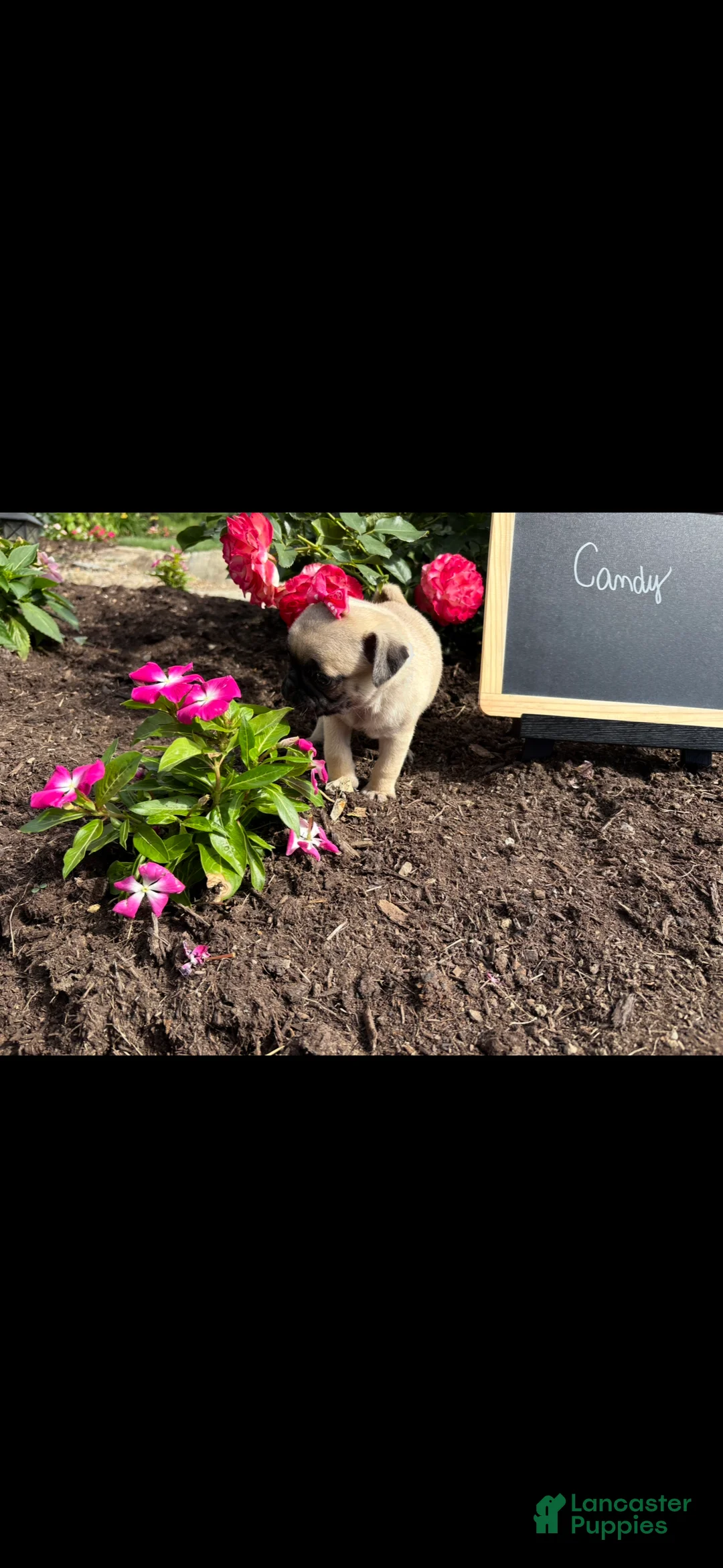 Pug dogs for sale: Candy - Ad 2