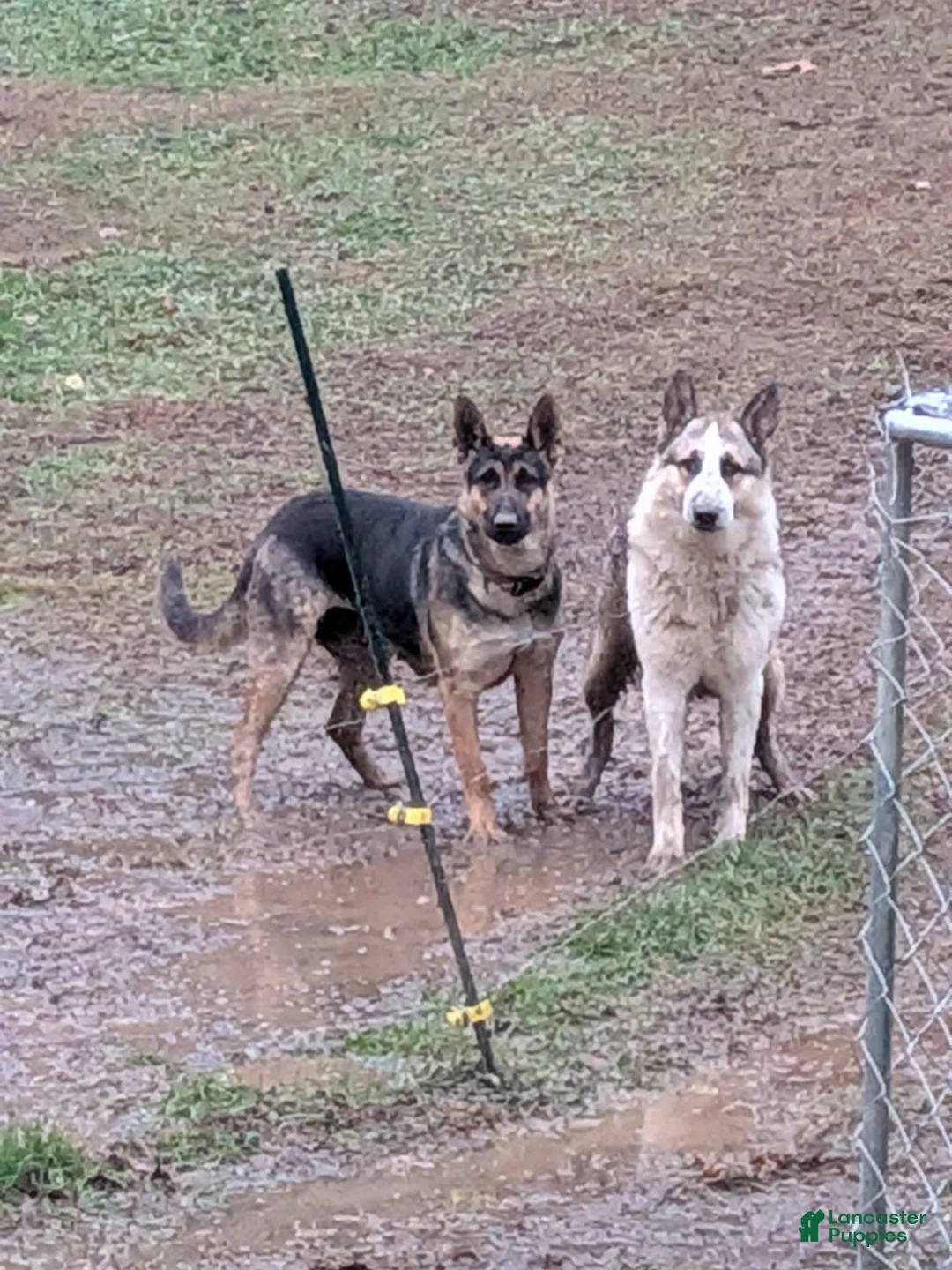 German Shepherd dogs for sale: German Shepherd Puppy 5 - Ad 7