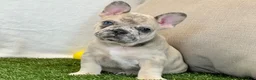 French Bulldog dogs for sale: Duke - Ad 1