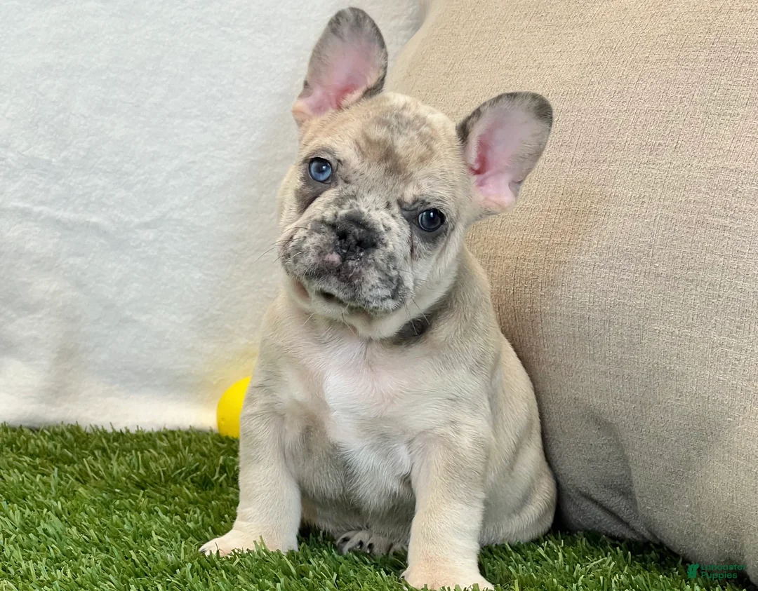 French Bulldog dogs for sale: Duke - Ad 1