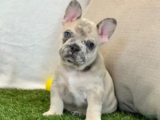 French Bulldog dogs for sale: Duke - Ad 3