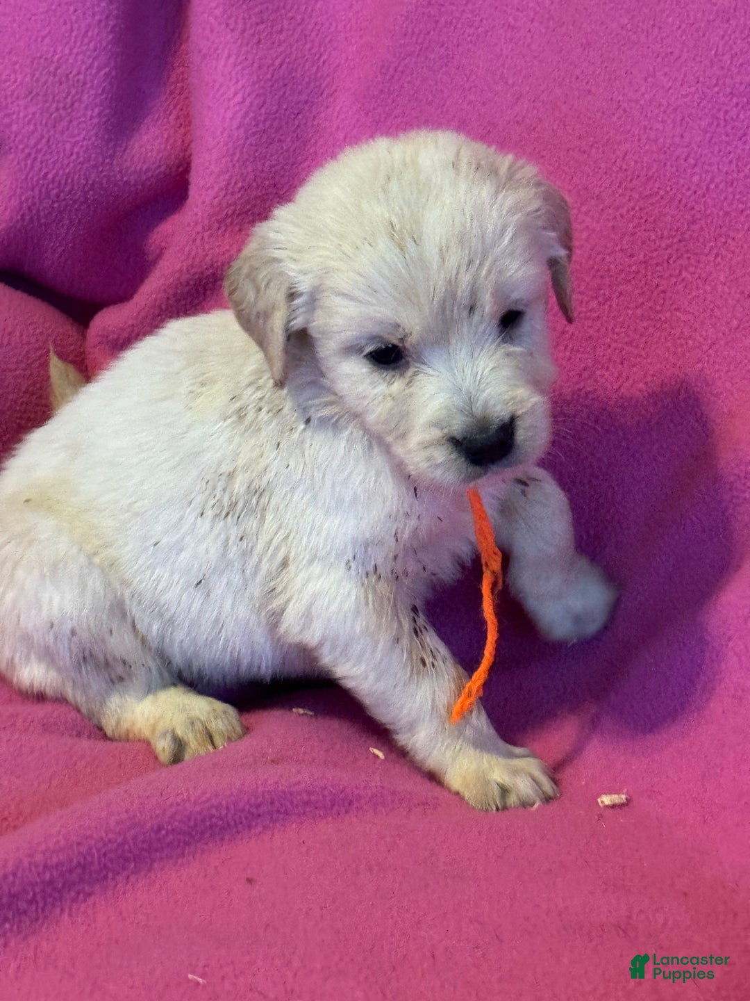 Golden Retriever dogs for sale: Orange female - Penny  - Ad 3