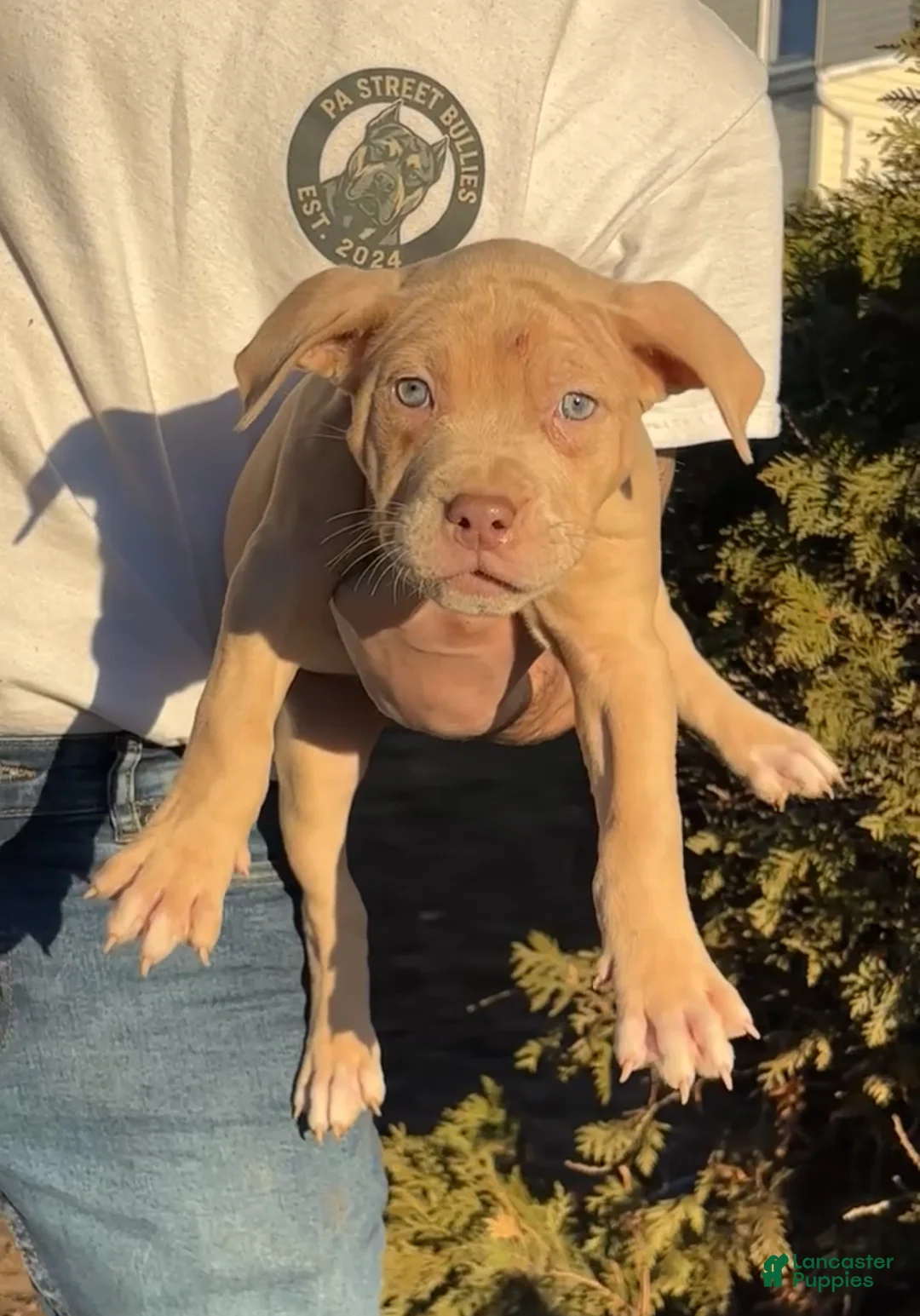 American Bully dogs for sale: Fawn ghost Merle  - Ad 1