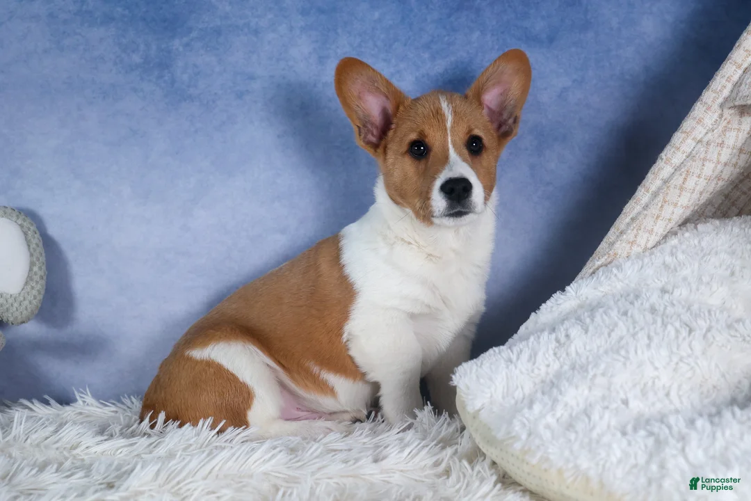 Welsh Corgi Pembroke dogs for sale: Luigi - Ad 2