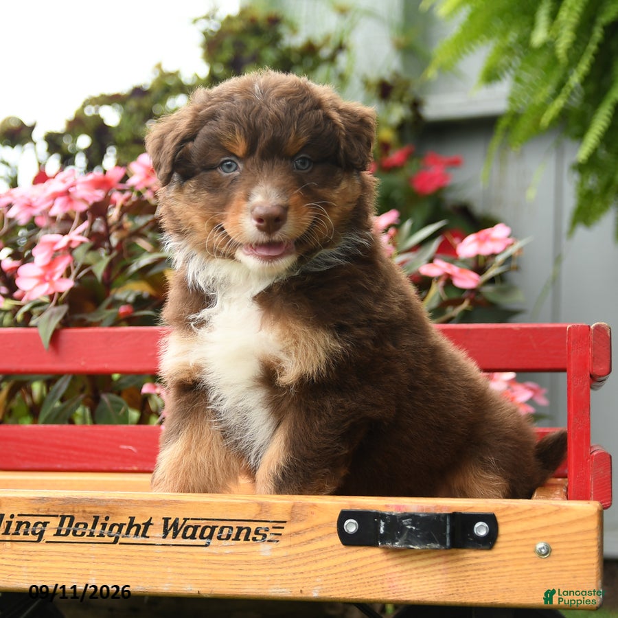 Australian Shepherd dogs Galaxy - Ad 2