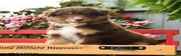 Australian Shepherd dogs for sale: Galaxy - Ad 2