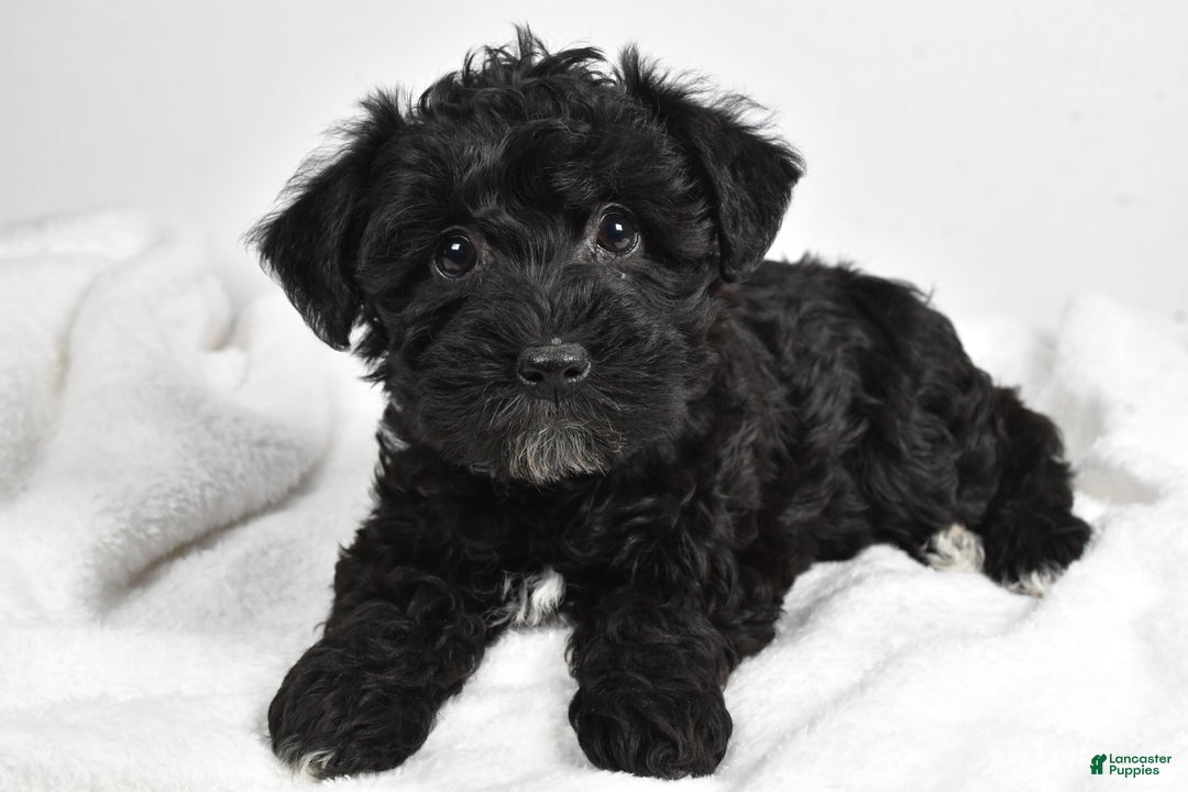 Mixed Breed dogs for sale: Chloe - Ad 3